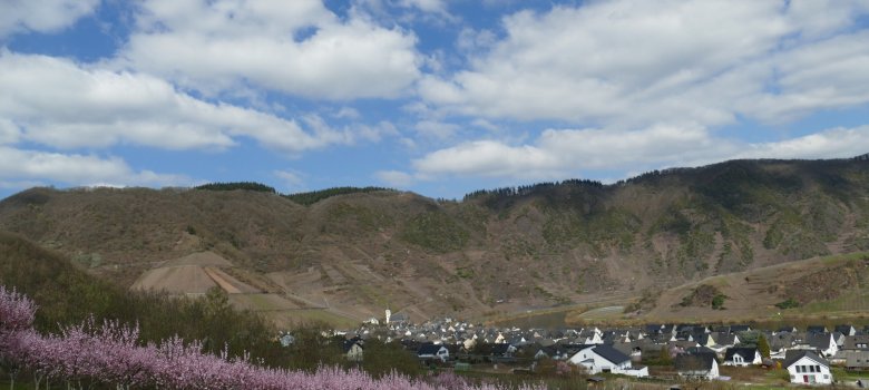 MoselWeinbergPfirsich-Blüte in der Calmontregion