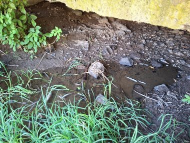Gewässerschutz: Tote Fische im Bach? Nicht wegschauen – so handeln Sie richtig! Das Bild zeigt den Blick von oben auf ein Stück eines ausgetrockneten Bachs. Man erkennt im Wasser treibende tote Fische verschiedener Größe.