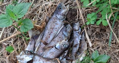 Gewässerschutz: Tote Fische im Bach? Nicht wegschauen – so handeln Sie richtig! Im Gras liegen mehrere tote Fische unterschiedlicher Größe auf einem Haufen. Einige Fliegen sitzen auf ihnen.