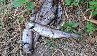 Gewässerschutz: Tote Fische im Bach? Nicht wegschauen – so handeln Sie richtig! Im Gras liegen mehrere tote Fische unterschiedlicher Größe auf einem Haufen. Einige Fliegen sitzen auf ihnen.