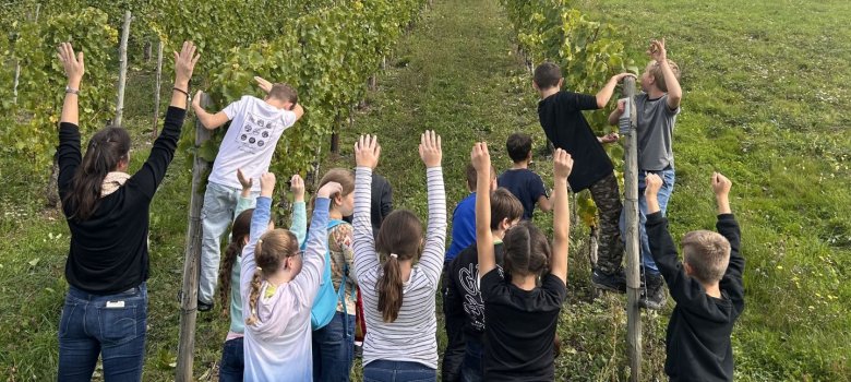 Publikumsliebling der #moselhelden 2026: Förderverein der Lesura-Grundschule Lieser e.V. mit dem Projekt „Kinderwingert goes Grundschule Lieser“ Das Foto zeigt einige Kinder mit einer Lehrerin, die in loser Gruppe in einem grun belaubten Weinberg am Hang stehen. Alle Personen stehen mit dem Rücken zur Kamera und recken die Arme in die Höhe.