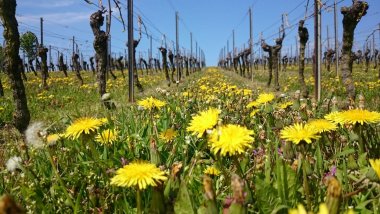 Foto-Challenge „Blütenblicke Mosel“: Die Moselregion zeigt ihre schönsten Blütenmomente. Auf dem Bild zusehen ist eine Löwenzahn Wiese.