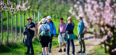 Das Bild zeigt eine Gruppe von Wanderern. Sie stehen auf einem landwirtschaftlichen Weg zwischen den Wingerten lose zusammen. Links und rechts von ihnen sind unscharf blühende Weinbergspfirsichbäume zu erkennen.