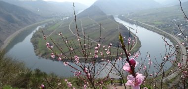 Moselschleife mit Blüte 