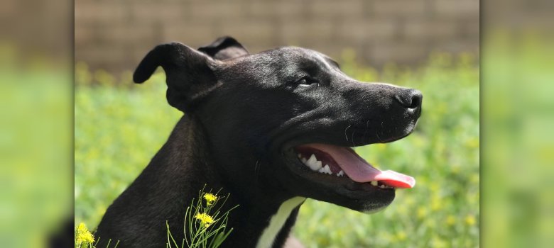 Schwarz-weißer Hund auf einer Wiese.