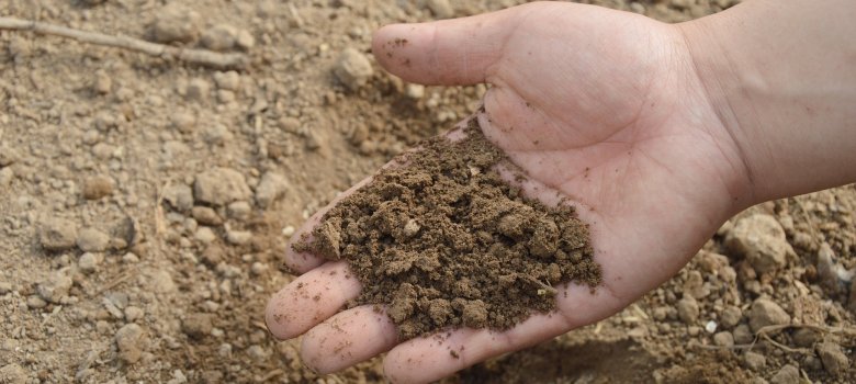 Eine Hand voller Naturboden.