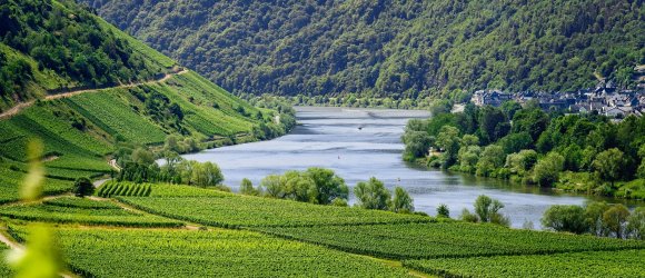 Weinberge entlang der Mosel.