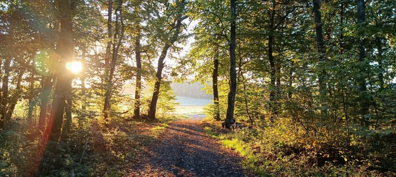 Einfallendes Licht im Wald.