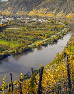 Moselweinberg Moselweinberg