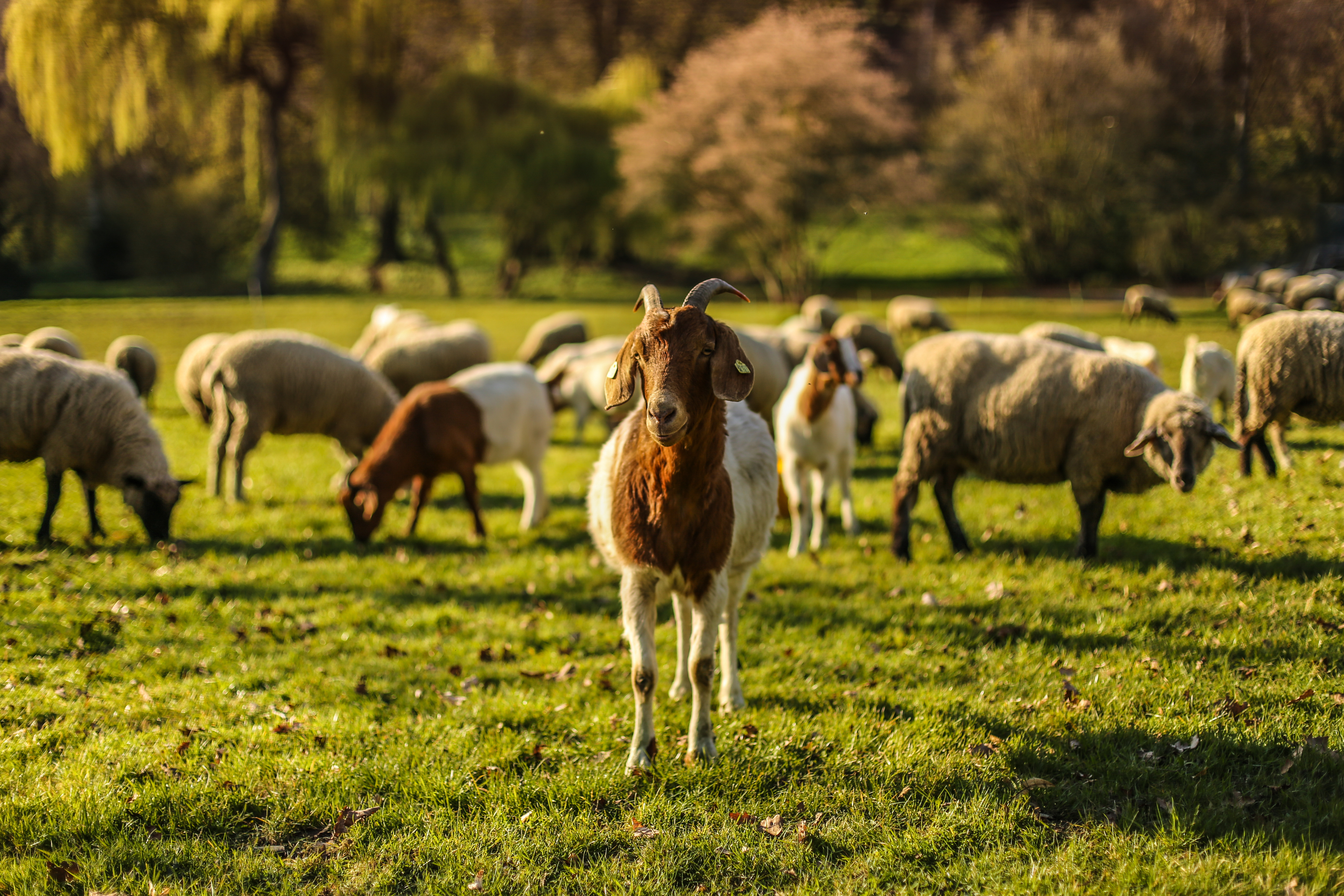 Ziege steht vor Schafherde