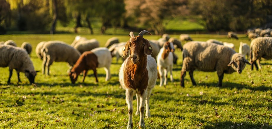 Ziege steht vor Schafherde