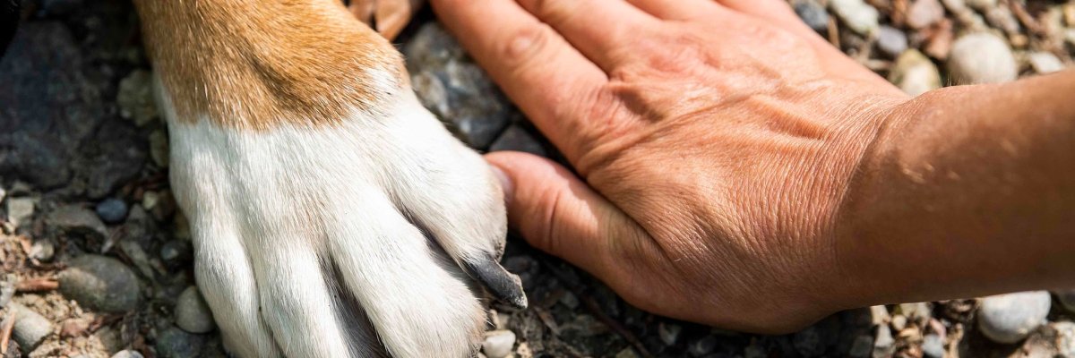 Hand und Pfote nebeneinander gegenüberstellend im Geröll. Hand und Pfote nebeneinander gegenüberstellend im Geröll.