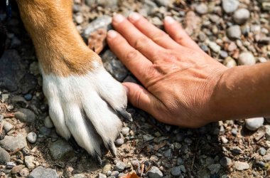 Hand und Pfote nebeneinander gegenüberstellend im Geröll.