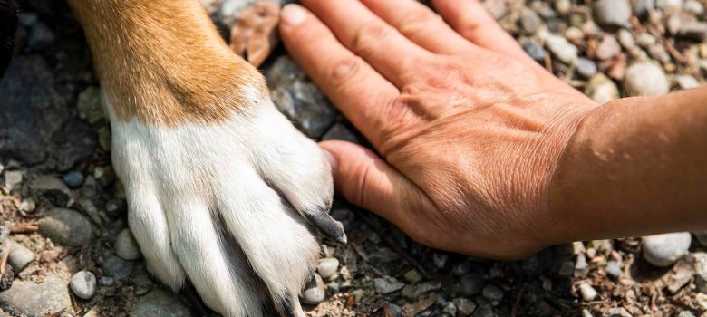 Hand und Pfote nebeneinander gegenüberstellend im Geröll.