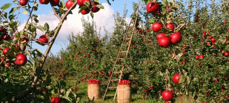 Apfelernte im Garten